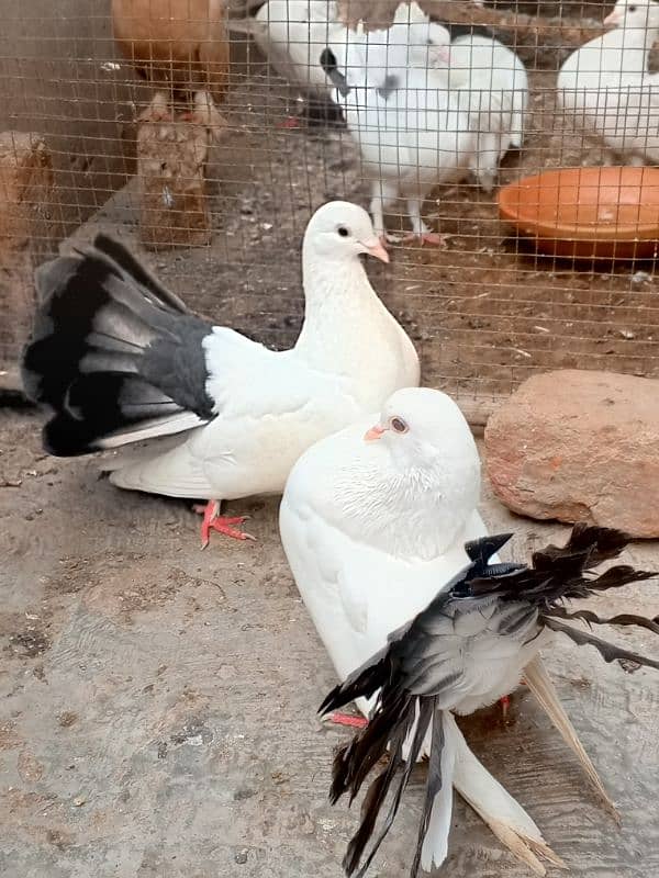 English Lucky kabootar urgent for sale black and white 1