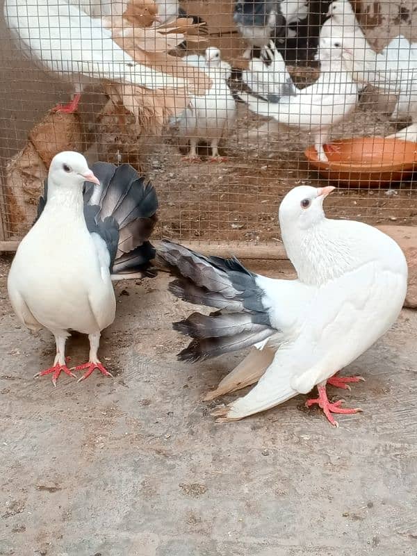 English Lucky kabootar urgent for sale black and white 2