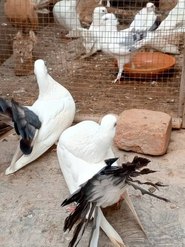 English Lucky kabootar urgent for sale black and white 3