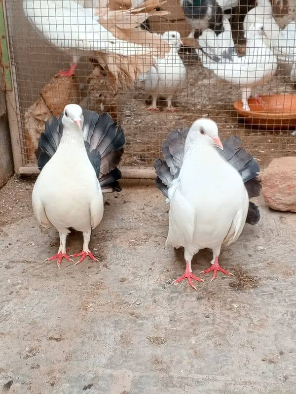 English Lucky kabootar urgent for sale black and white 4