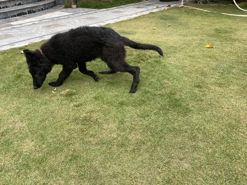 Black German Shaperd Puppy 3