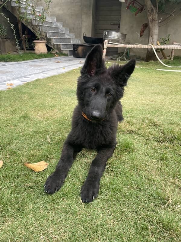 Black German Shaperd Puppy 7