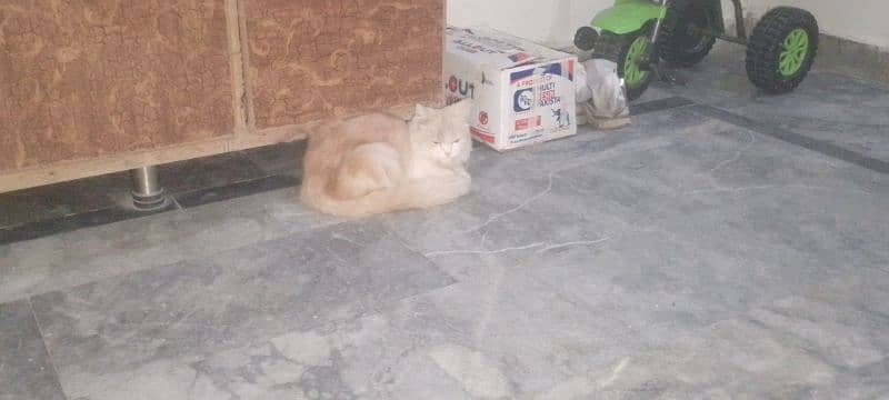 persion cat for sale 0