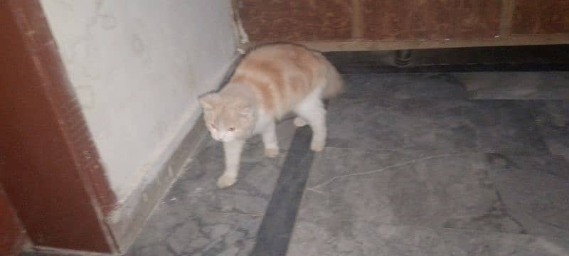 persion cat for sale 1