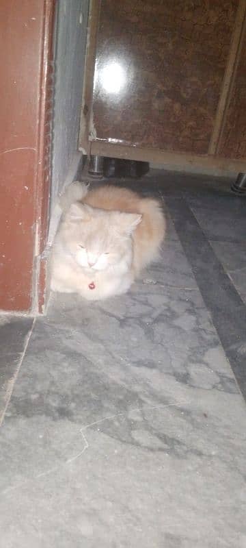 persion cat for sale 3