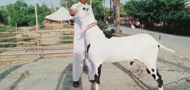 rajanpuri bakra Urgent For sale WhatsApp on 0313,4935,145