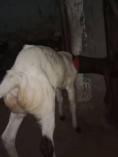 patheri bakri 6 month for sale active and healthy