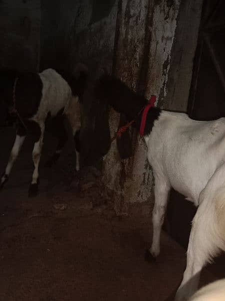 patheri bakri 6 month for sale active and healthy 2