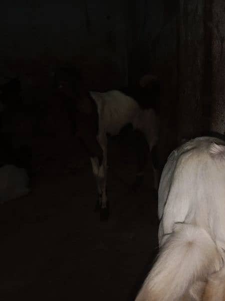 patheri bakri 6 month for sale active and healthy 3