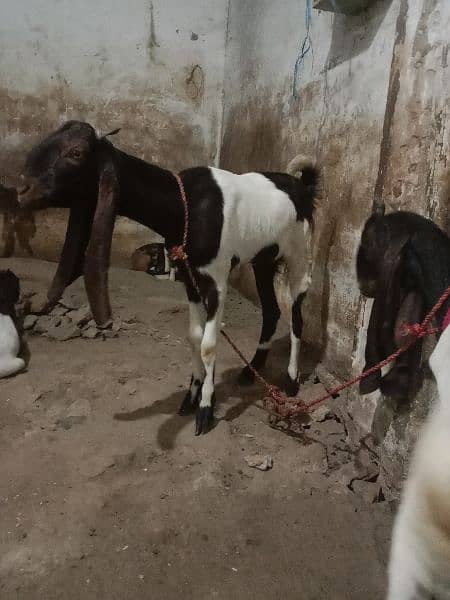 patheri bakri 6 month for sale active and healthy 5