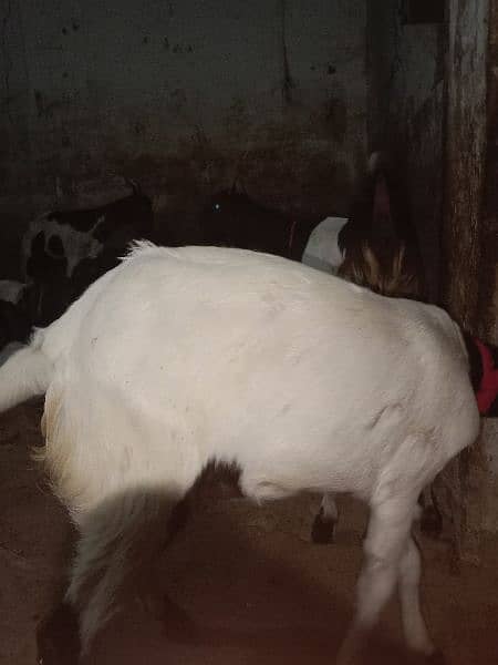 patheri bakri 6 month for sale active and healthy 6