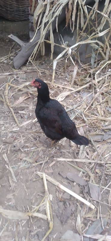 2 Aseel hens for sale 0