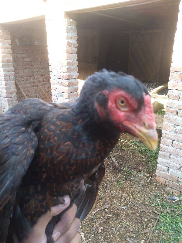 2 Aseel hens for sale 1