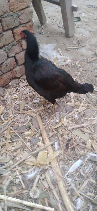 2 Aseel hens for sale 2