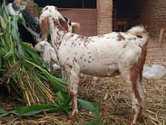 2 Bakri For Sale Kali aur chini