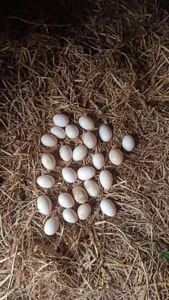 Ducks eggs / low price / eggs