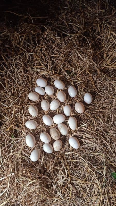 Ducks eggs / low price / eggs 0