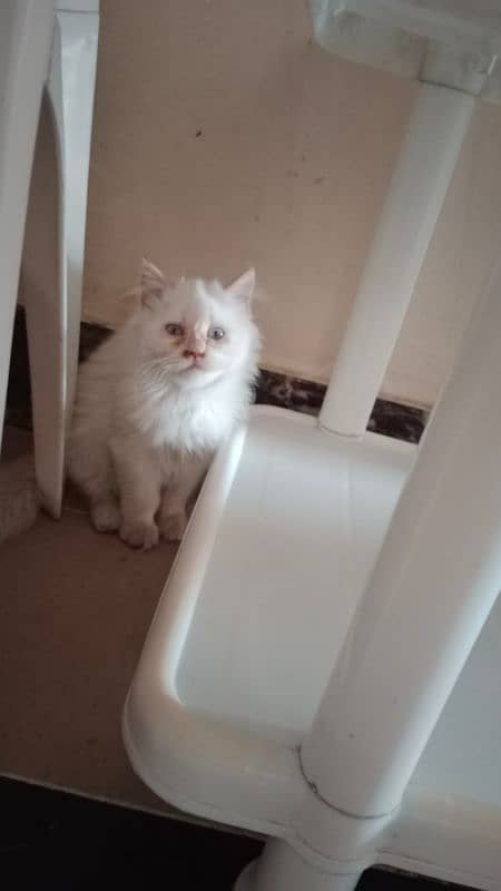 Persian kittens for sale 0