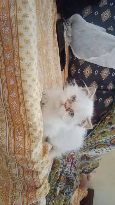 Persian kittens for sale 2