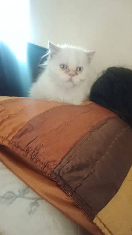 Persian kittens for sale 3