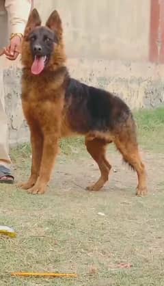 alsishyan bhagary dog for sale | security dog