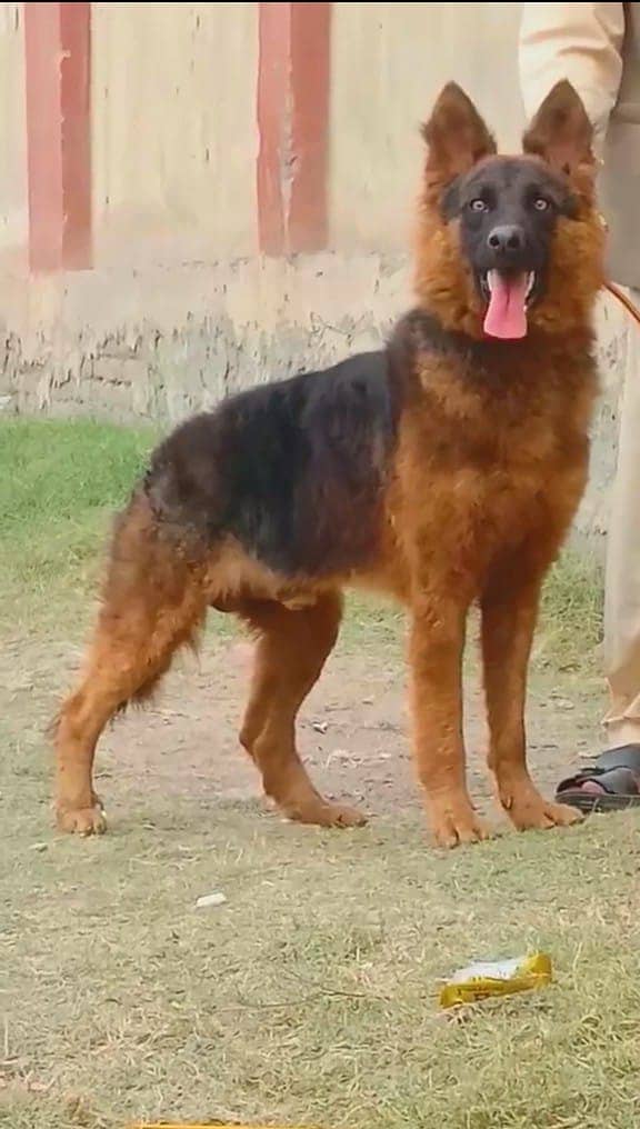 alsishyan bhagary dog for sale | security dog 1