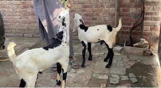 bakra goat