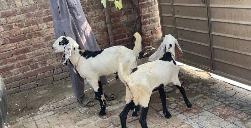 bakra goat 2