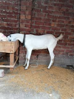 Goat / Bakri / White Bakri / Desi goat / بکری / Healthy Goats