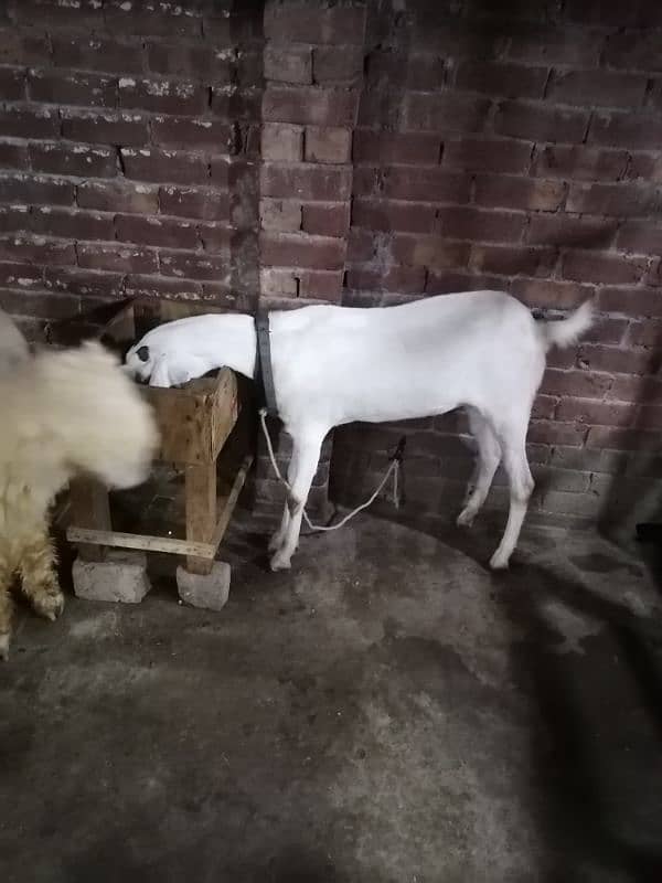 Goat / Bakri / White Bakri / Desi goat / بکری / Healthy Goats 4