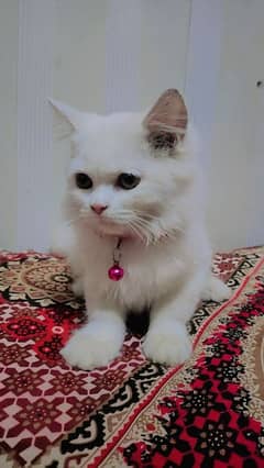 03060692132 WhatsApp persian kitten 3 to 4 month age