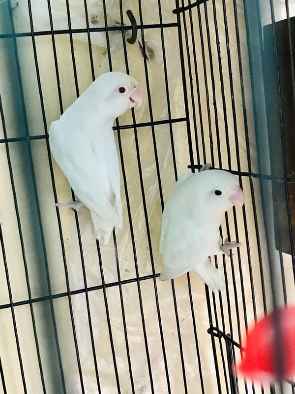 CAGE WITH BREEDER PAIR WITH CHIKS FOR SALE 3