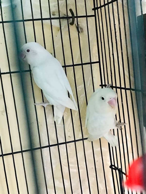 CAGE WITH BREEDER PAIR WITH CHIKS FOR SALE 5