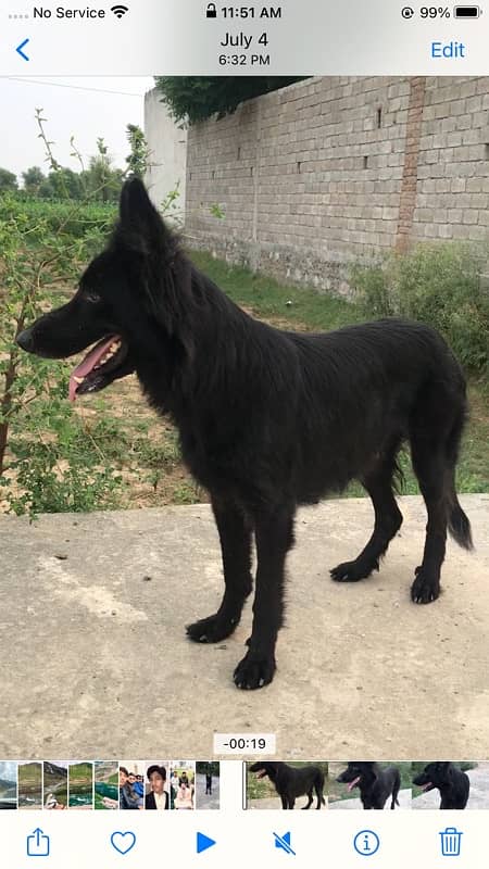 Black German shepherd breeder female ( mated ) 4