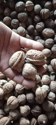 KASHMIRI WALNUT کشمیری اخروٹ