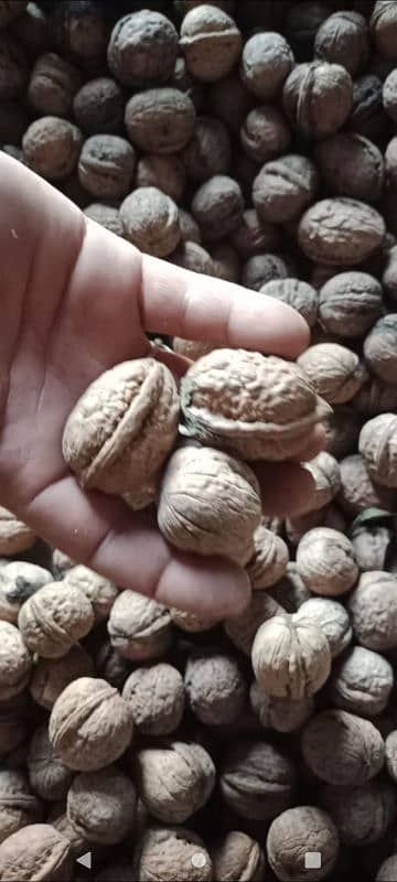 KASHMIRI WALNUT کشمیری اخروٹ 0