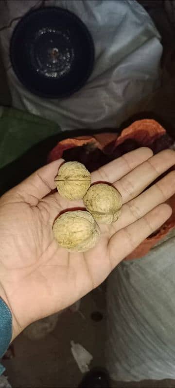 KASHMIRI WALNUT کشمیری اخروٹ 2