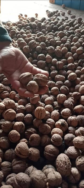 KASHMIRI WALNUT کشمیری اخروٹ 4