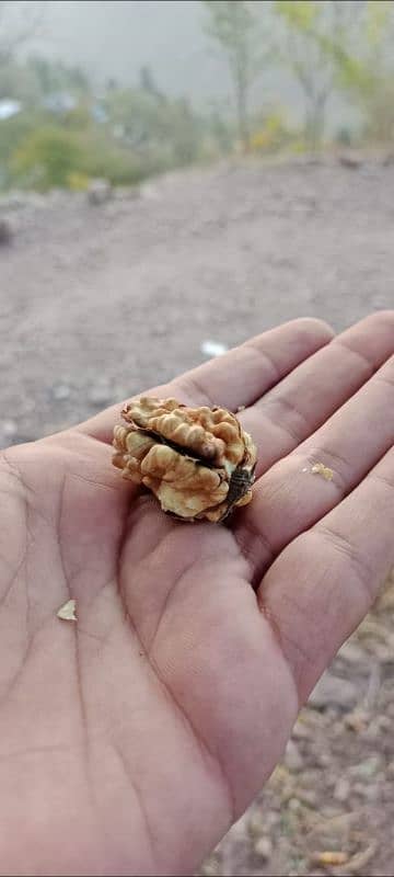 KASHMIRI WALNUT کشمیری اخروٹ 5