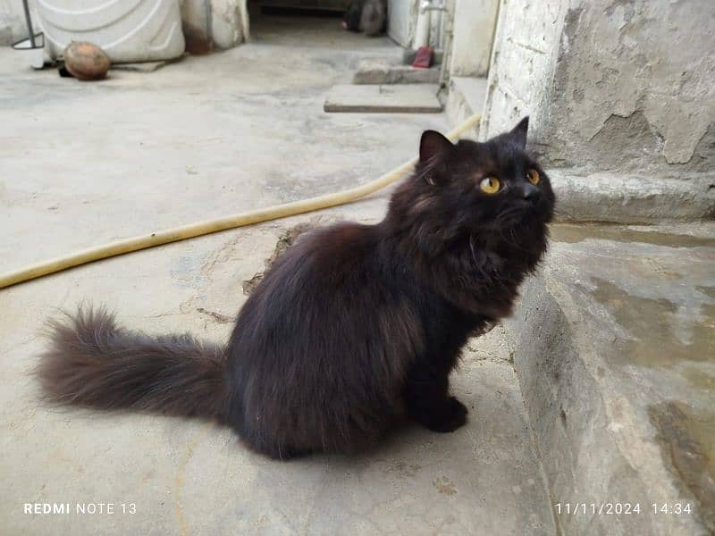 Persian cat  3135443836 1