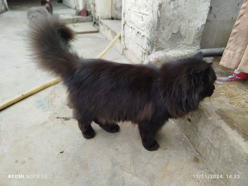 Persian cat  3135443836 2