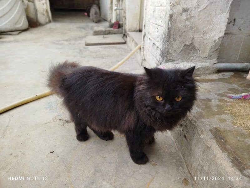 Persian cat  3135443836 3