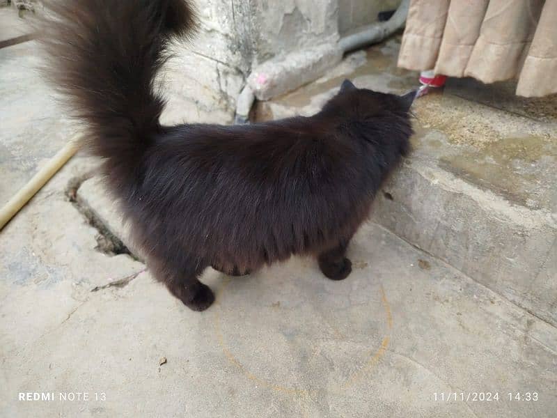 Persian cat  3135443836 4