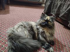 Persian cat  3135443836