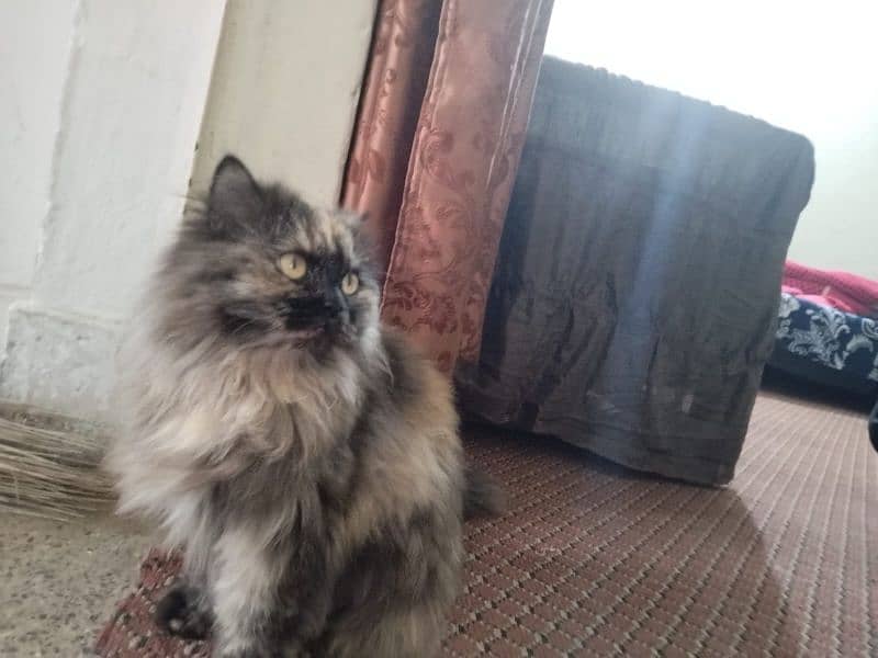 Persian cat  3135443836 8