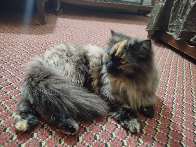 Persian cat  3135443836 11