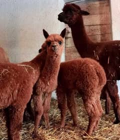 Imported Alpaca camels available for booking