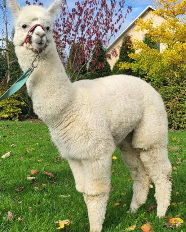 Imported Alpaca camels available for booking 8