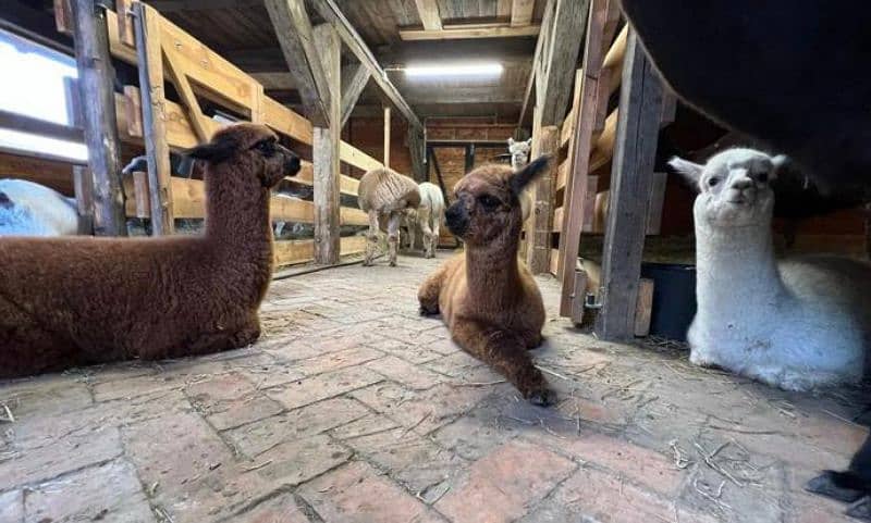 Imported Alpaca camels available for booking 9