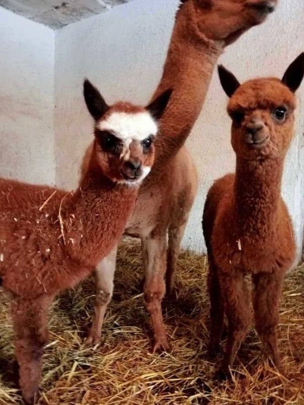 Imported Alpaca camels available for booking 10